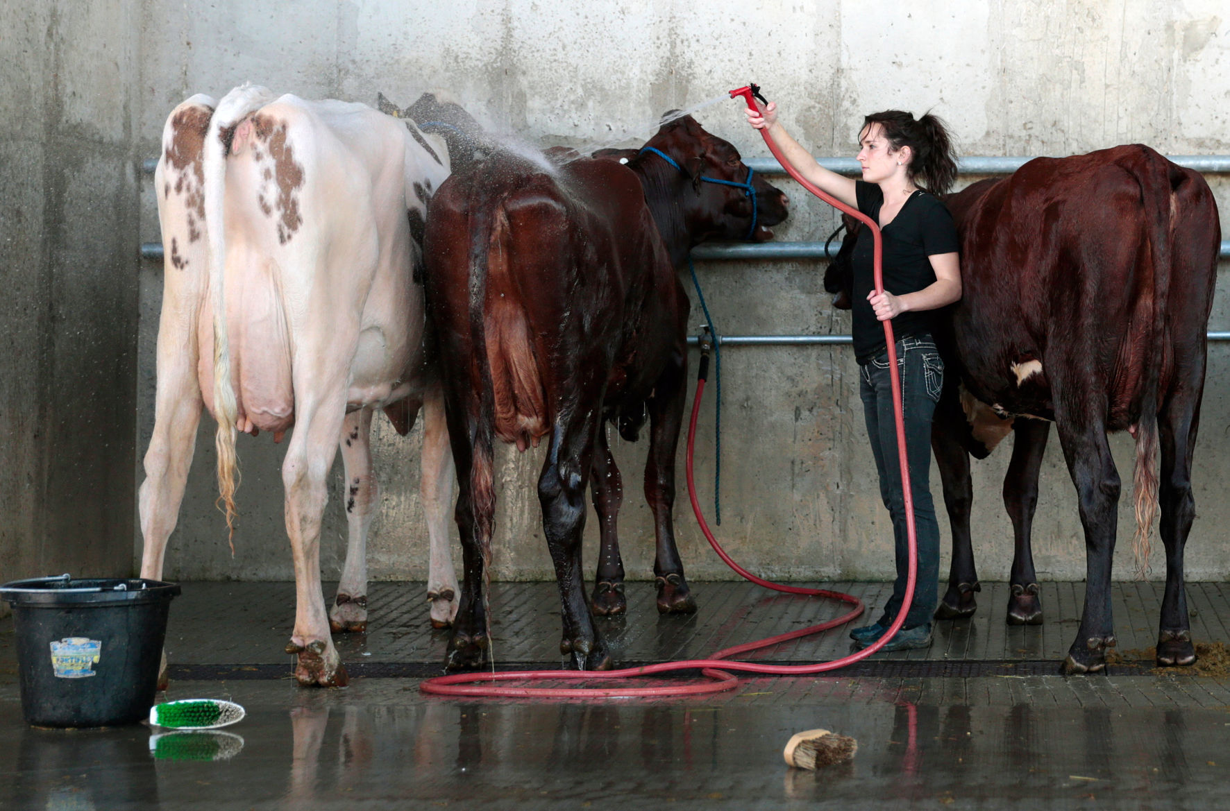 World Dairy Expo